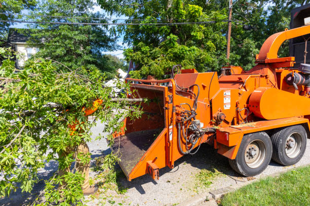 Best Tree Branch Trimming  in USA